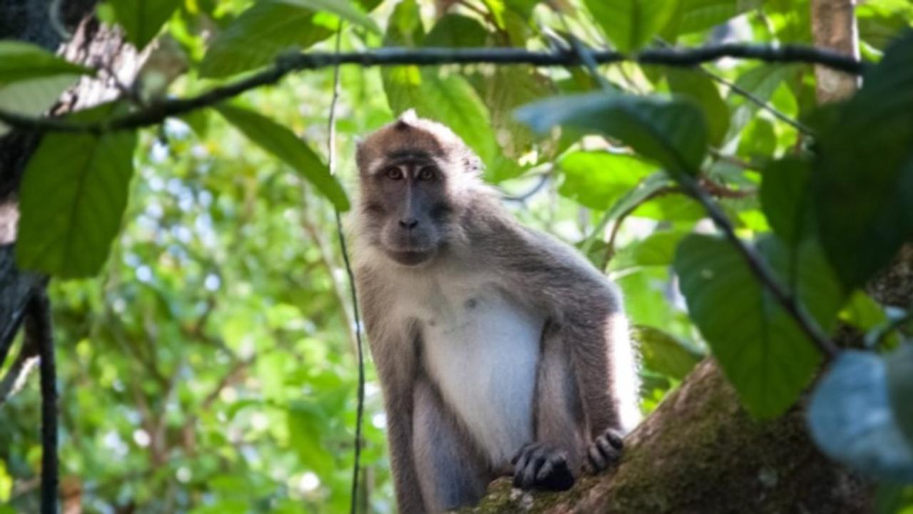 Wegen Corona: Affen in Bali leiden an Langeweile und Hunger