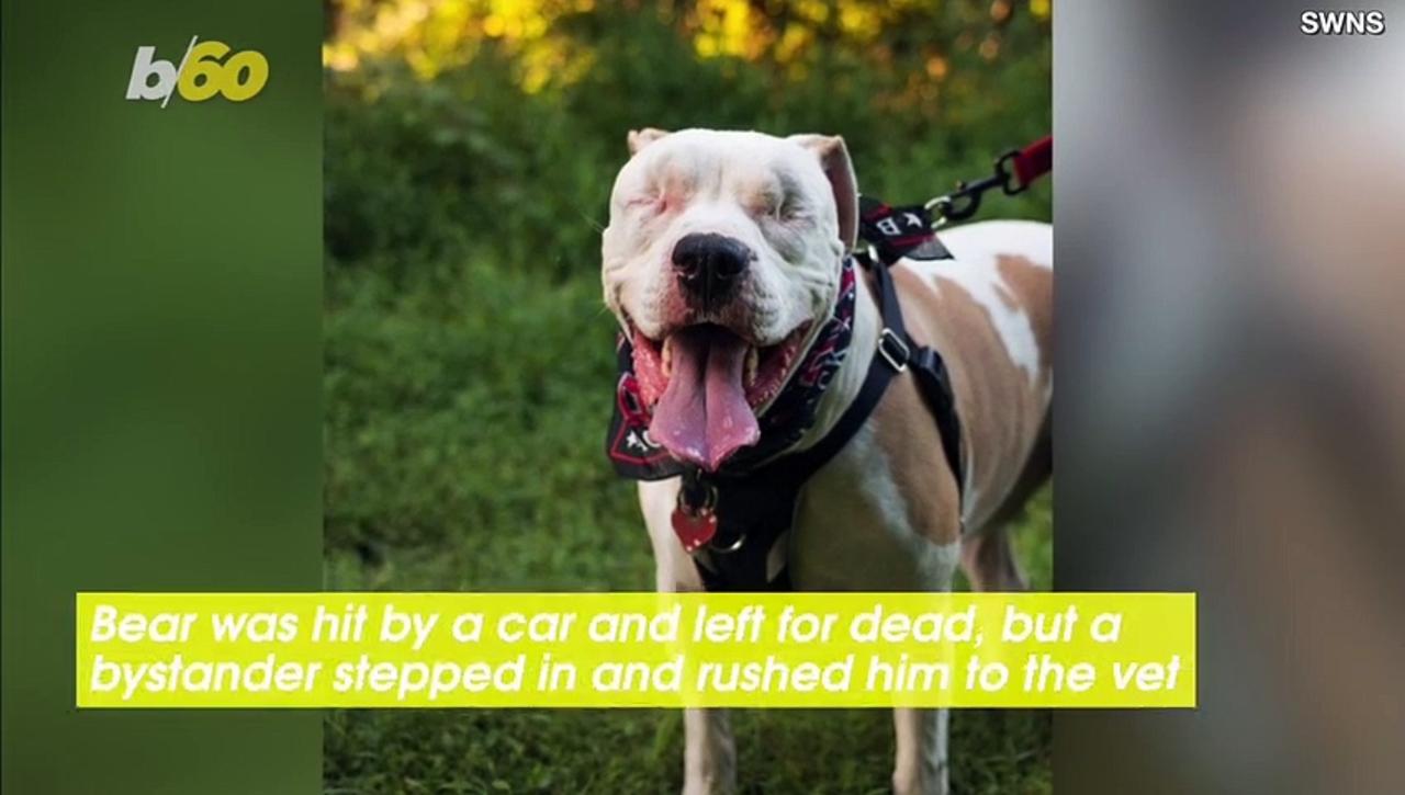 Finding His Forever Home After Tragedy! This Adorable Pitbull Is The Heartwarming Story We All Needed to Hear