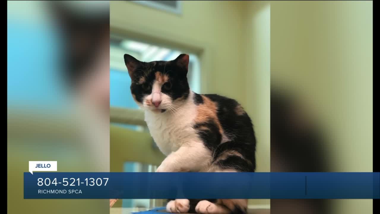 Paws for Pets: Jello (beautiful Calico; very sweet, but shy)