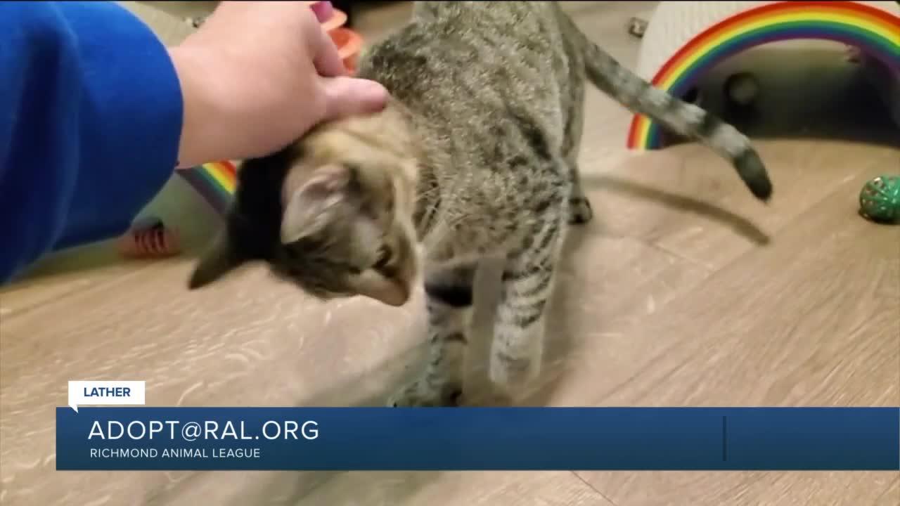 Paws for Pets: Lather (sweet, petite Tabby; would like a quiet home)