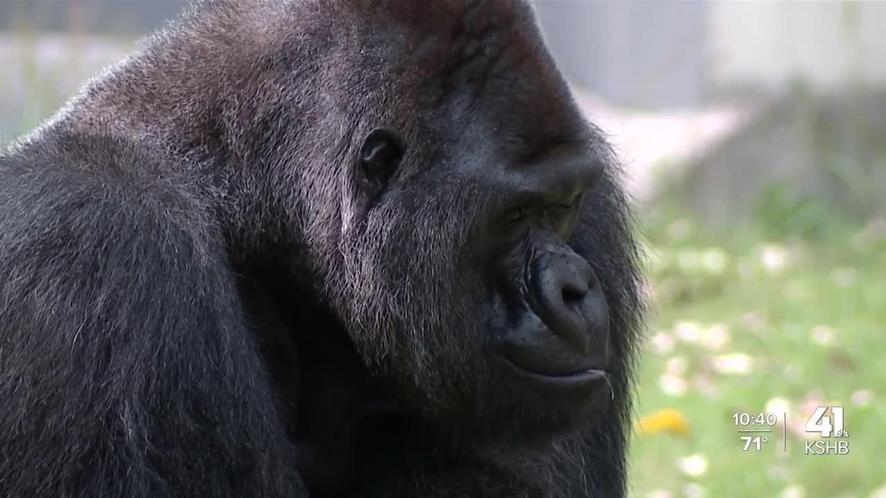 Kansas City Zoo celebrates innovative procedure that saved gorilla's life
