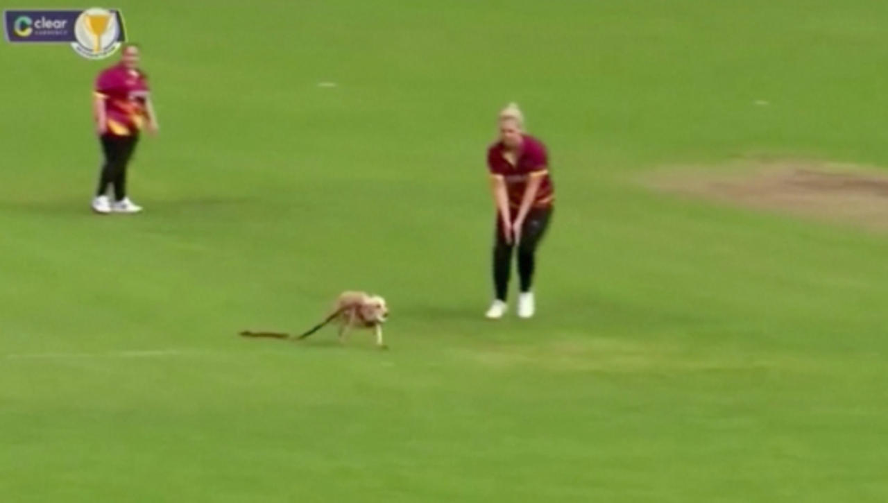 Hilarious Video of Puppy Invading Cricket Pitch to Steal the Ball