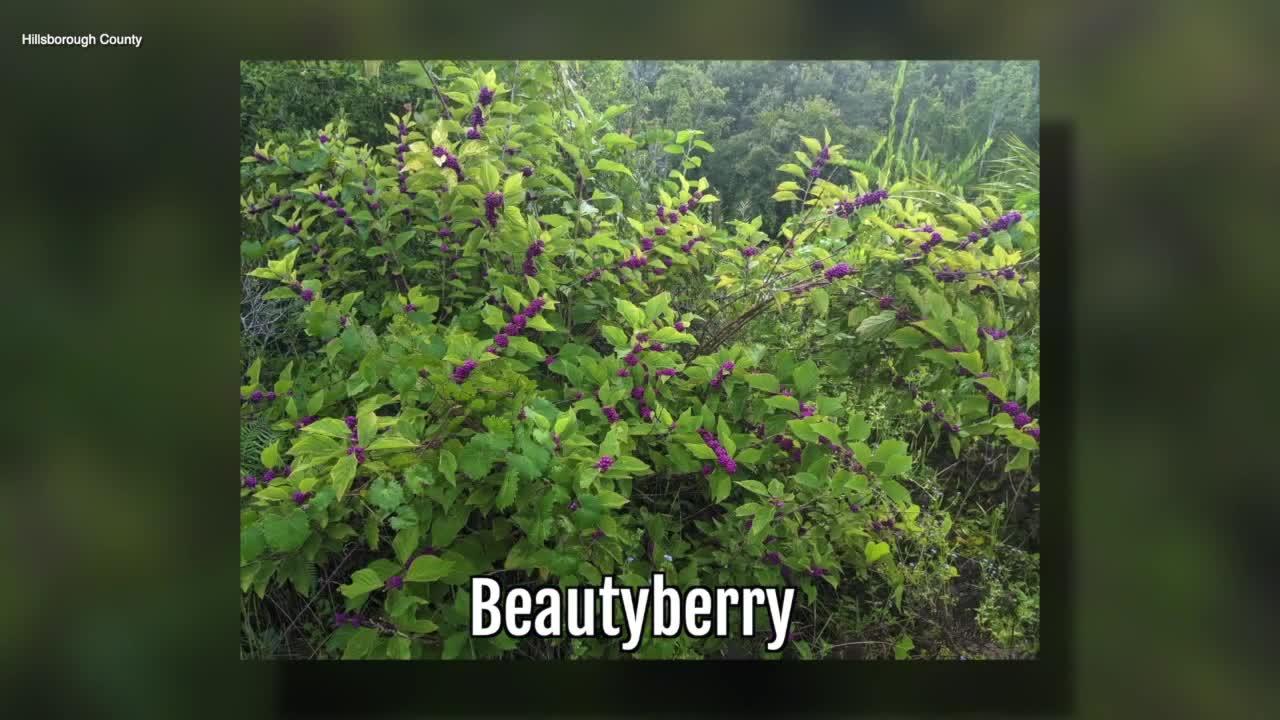 Beautyberry | Sarah's Walking Club Fall Scavenger Hunt