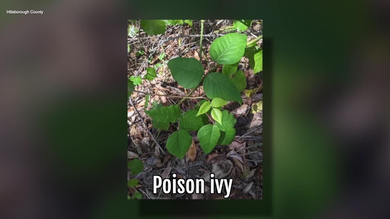 Poison Ivy | Sarah's Walking Club Fall Scavenger Hunt