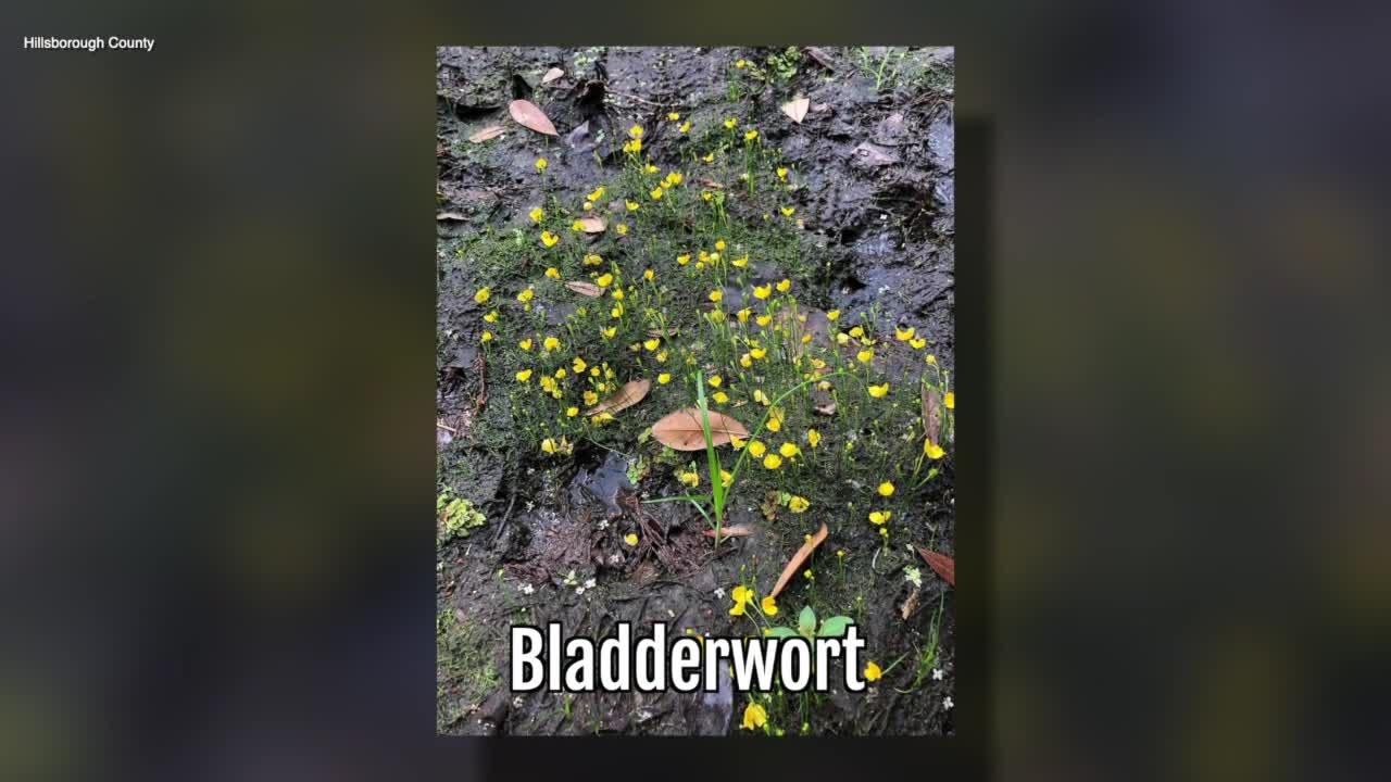 Bladderwort | Sarah's Walking Club Fall Scavenger Hunt