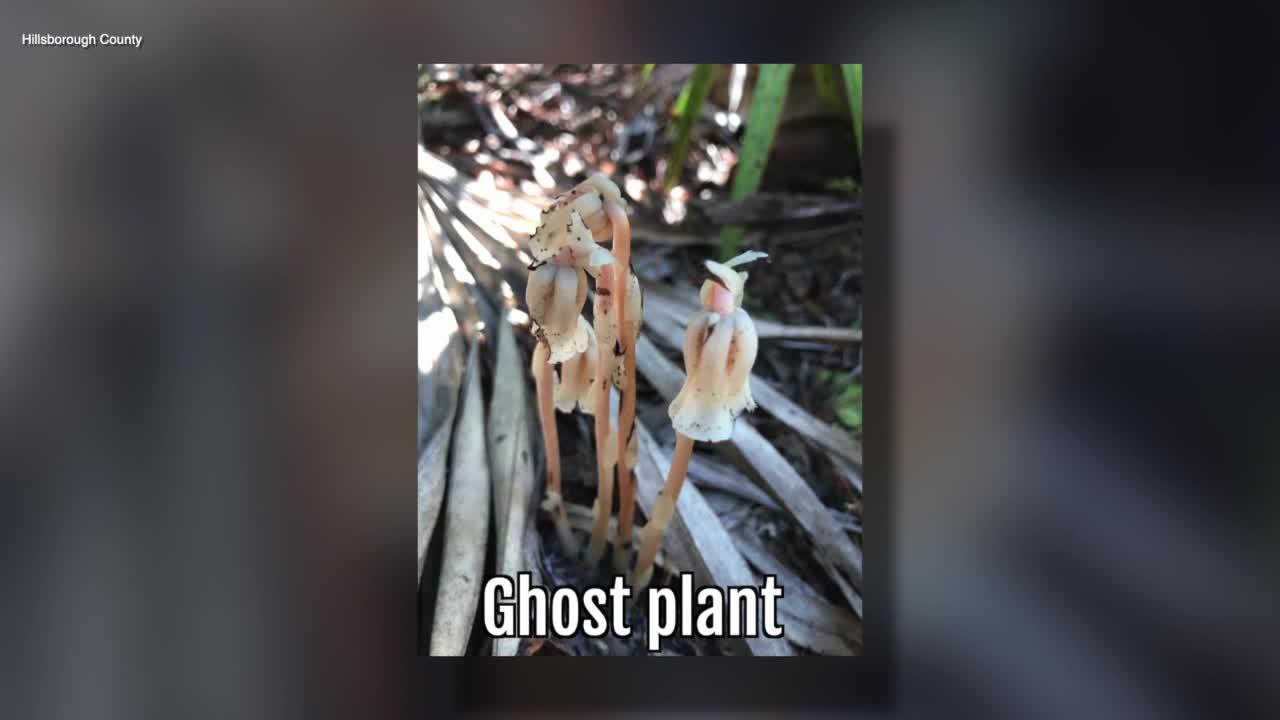 Ghost Plant | Sarah's Walking Club Fall Scavenger Hunt