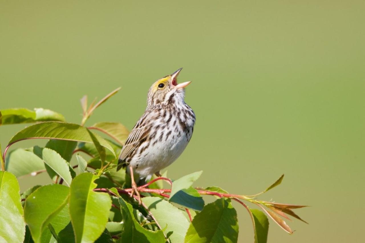 How to Identify Your Local Birds by Their Songs and Calls