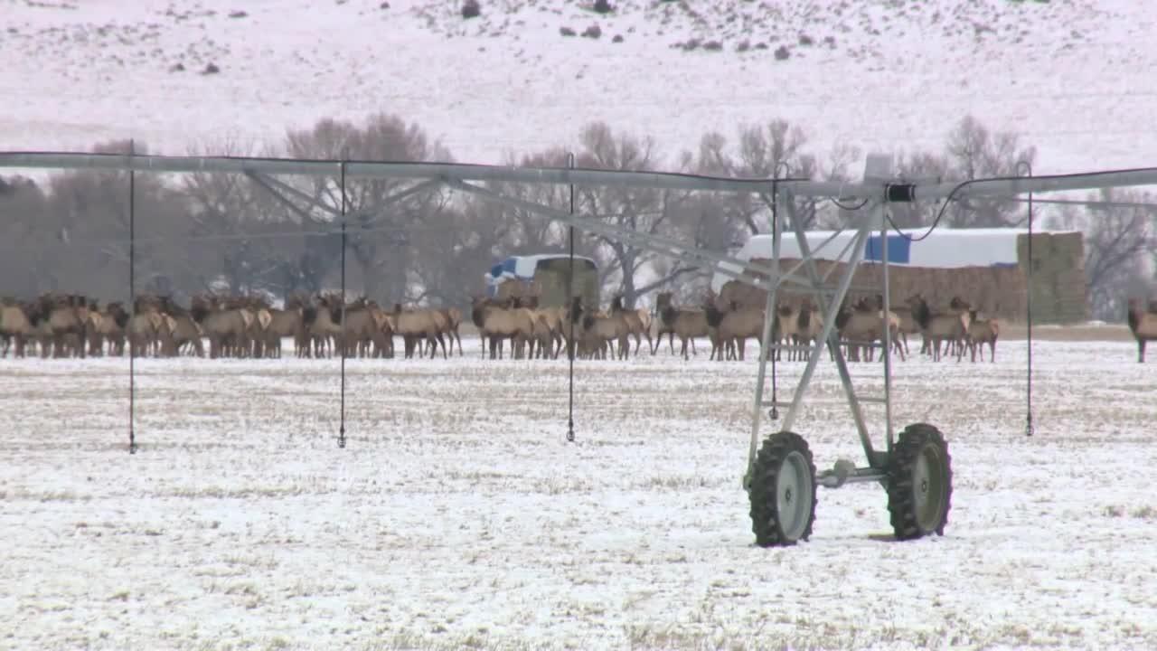 A Wilder View: A look at the elk rut season