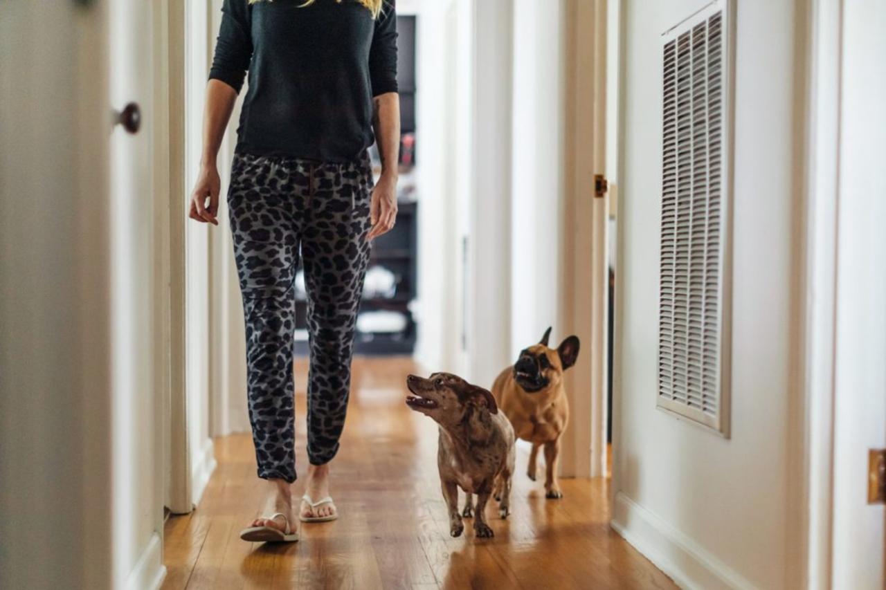 Why Your Dog Follows You Everywhere, According to Behaviorists