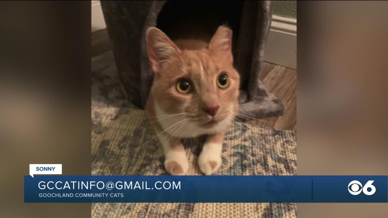 Paws for Pets: Sonny (enjoys playing with toys, likes other cats)
