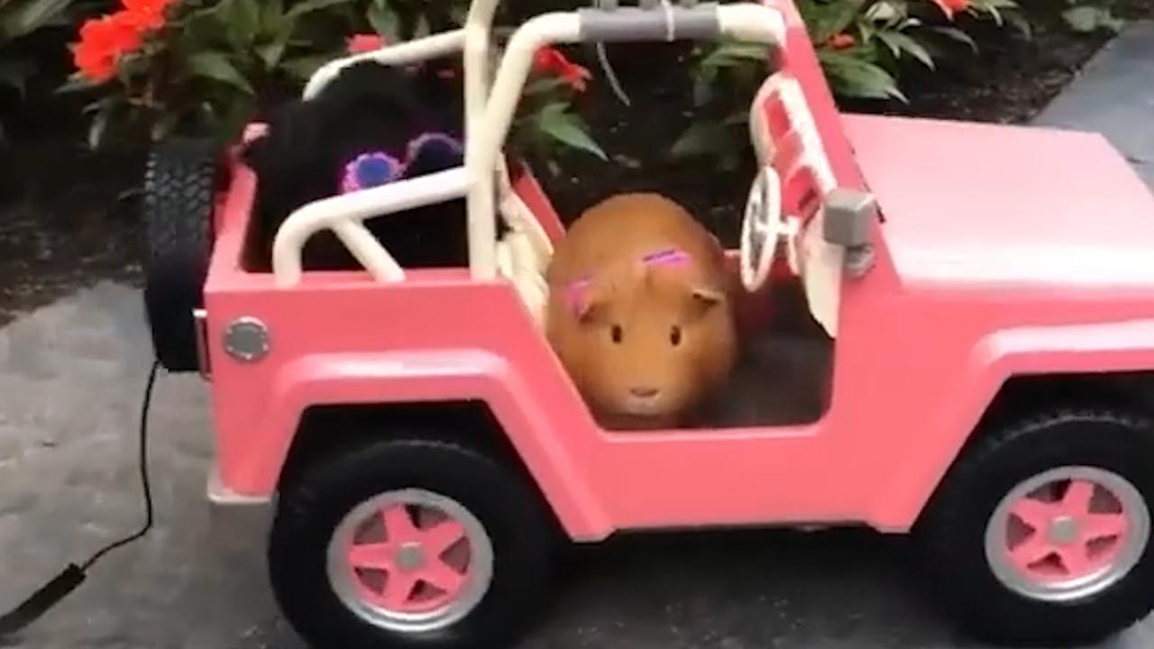 Two adorable guinea pigs take a ride on a remote-controlled car