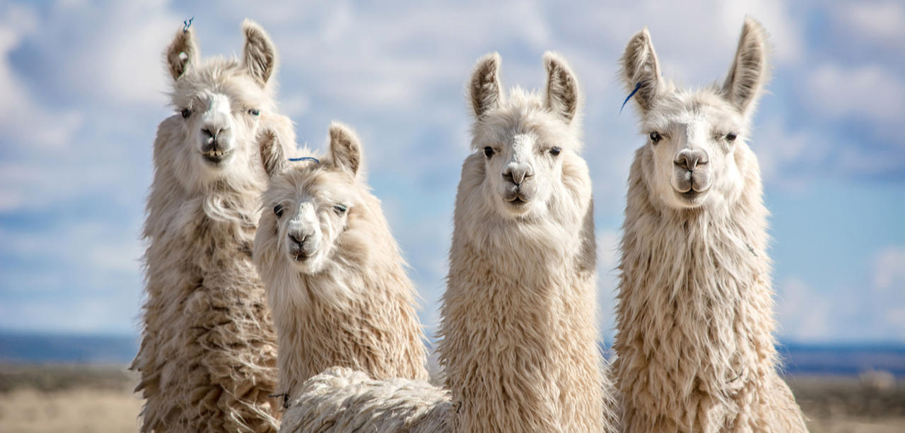 Experimental COVID Treatment Derived From Llamas Shows Promise