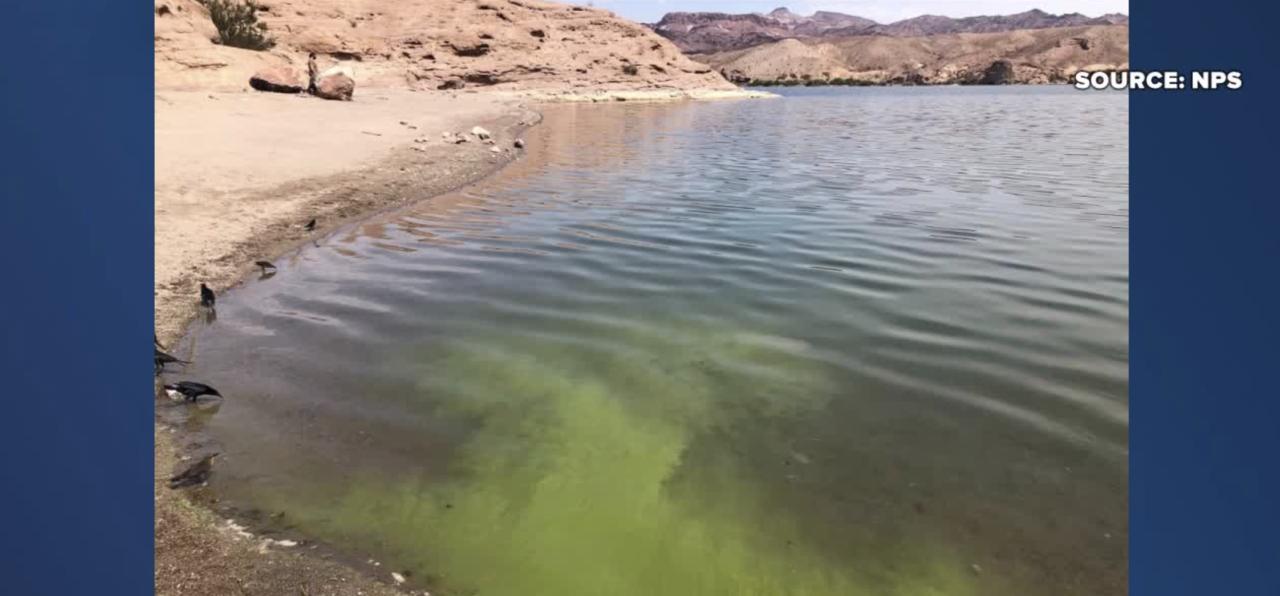 Toxic algae blooms detected at Lake Mead