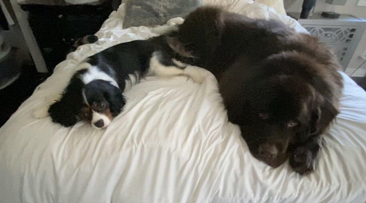 Newfie and Cavalier nearly take up the entire bed