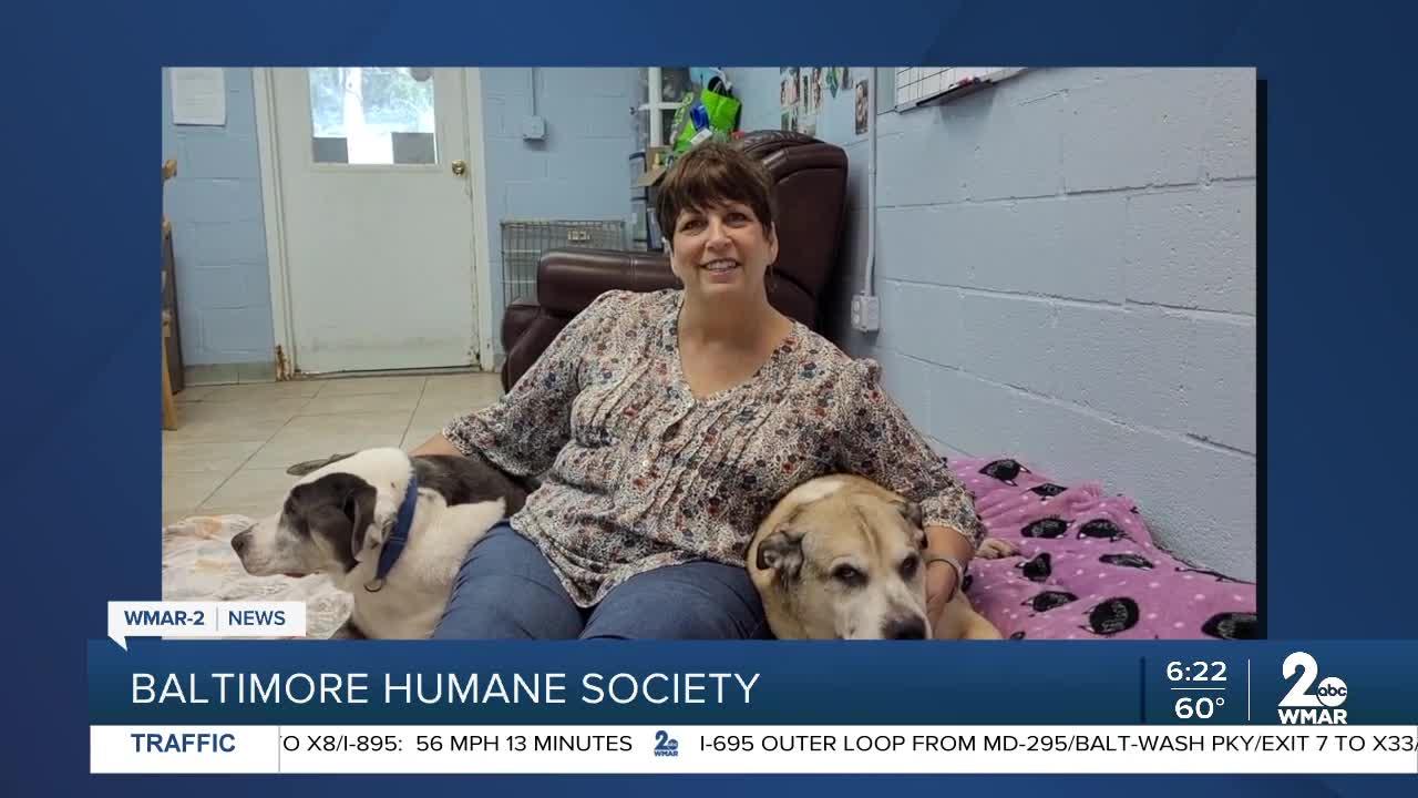 Fats and Shay Shay the dogs are up for adoption at the Baltimore Humane Society
