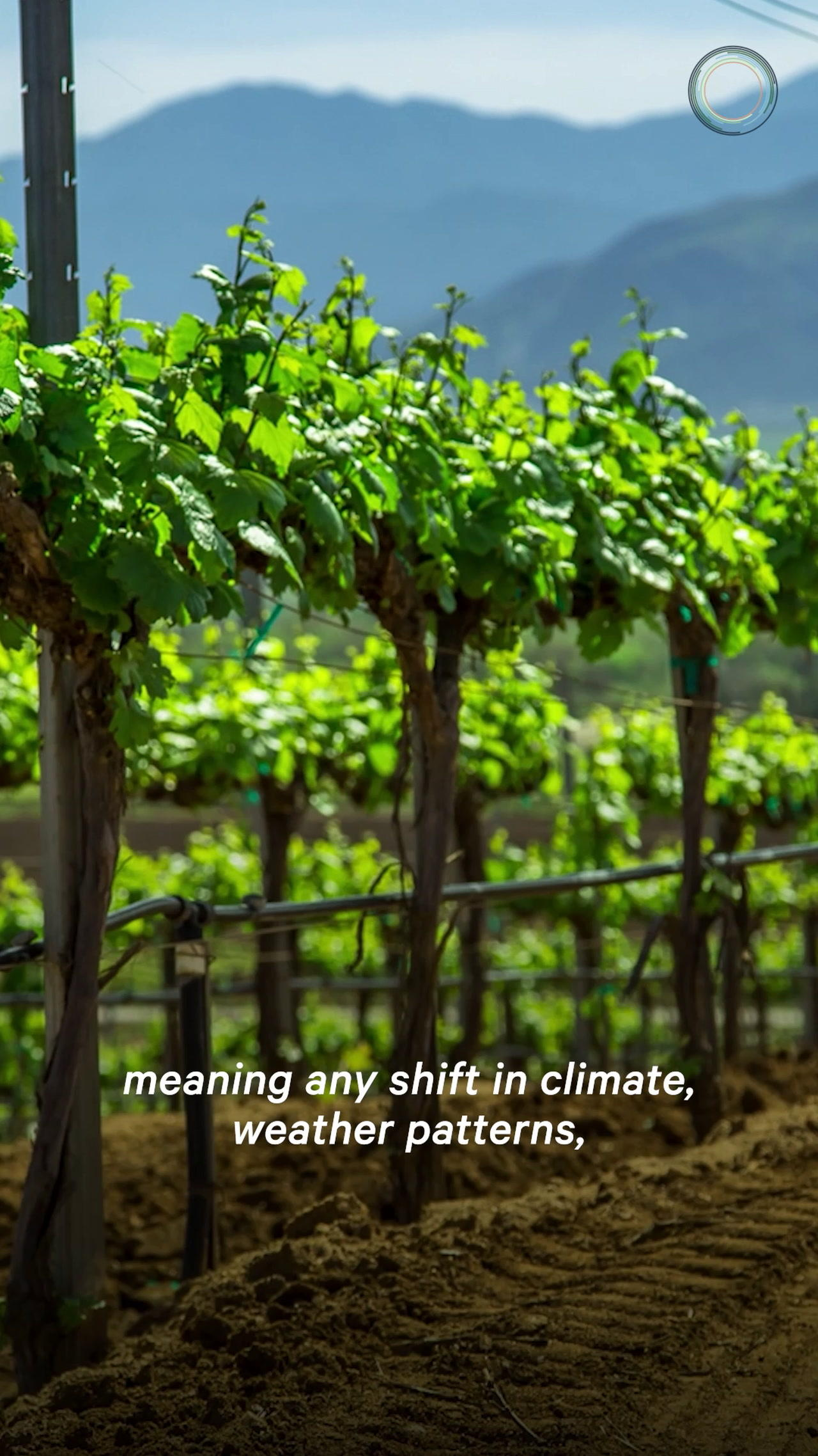 Climate Change Poses Threat to Wine Industry
