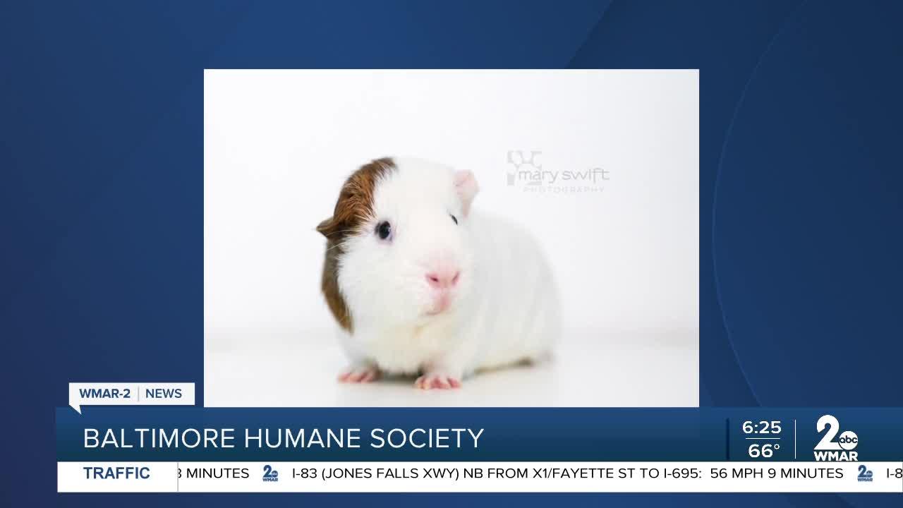Lenny the guinea pig is up for adoption at the Baltimore Humane Society