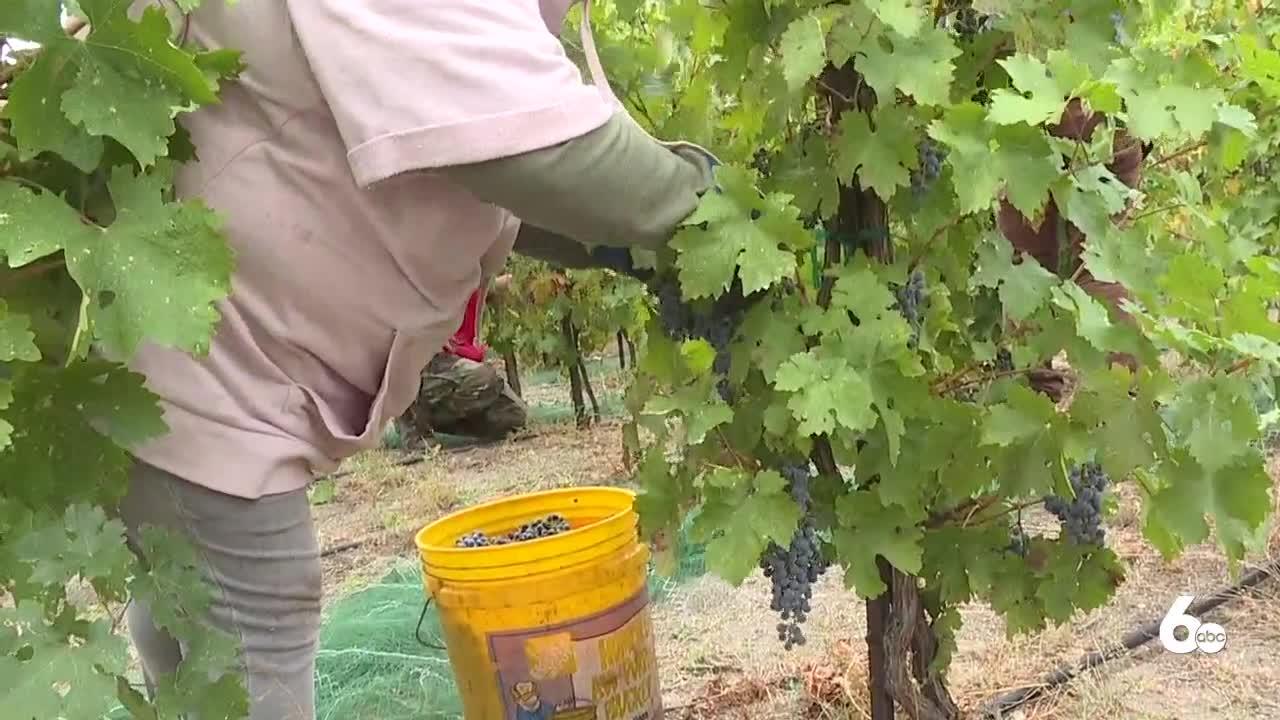 Idaho's unusually hot and dry summer had an impact on wine grapes