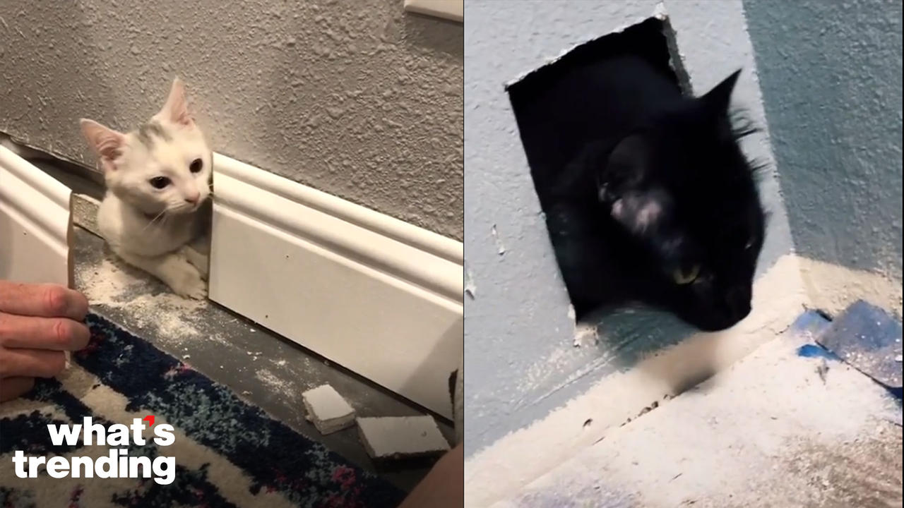 Woman SLAMMED in TikTok Video for Discovering Her Cat Behind a Bathroom Wall