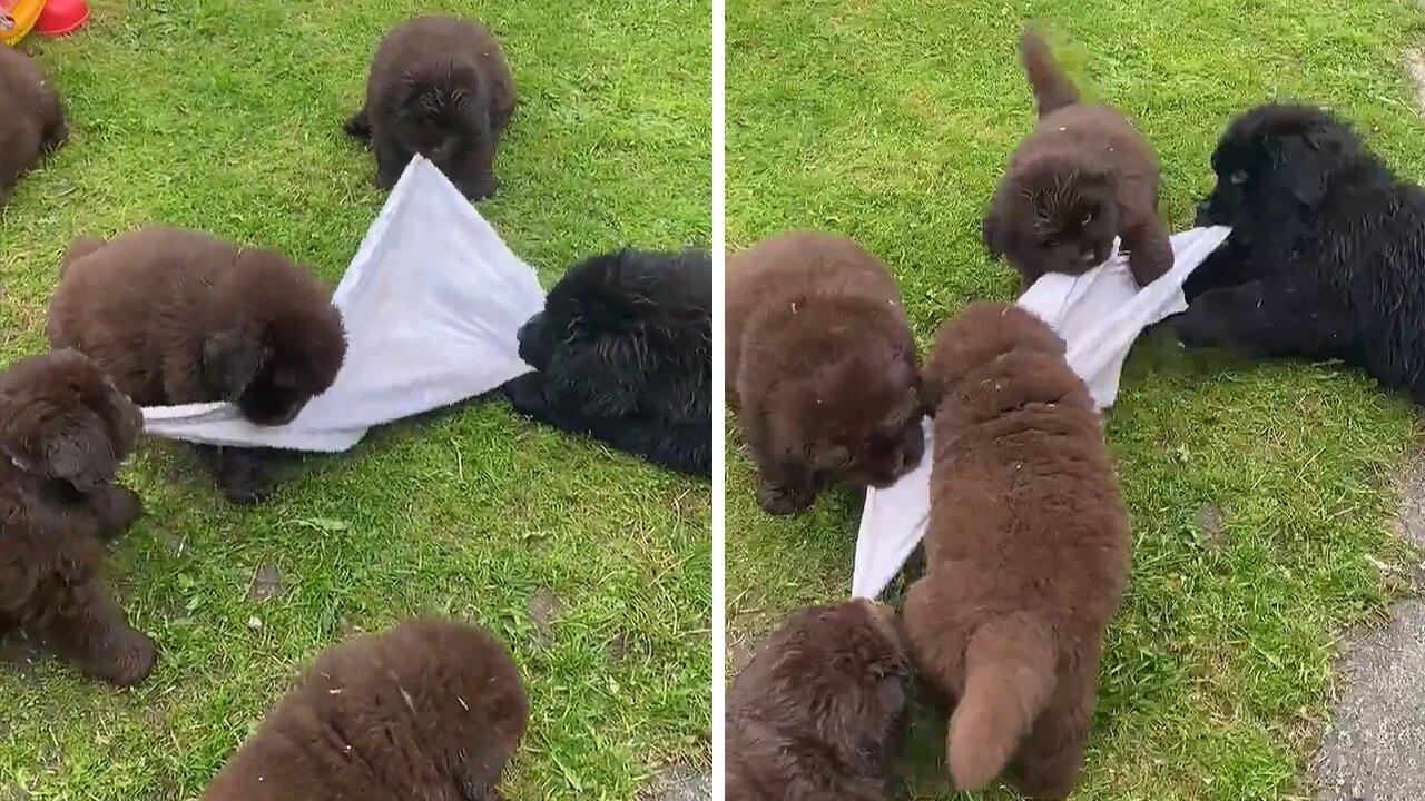 Newfoundland puppies adorably play game of tug-of-war