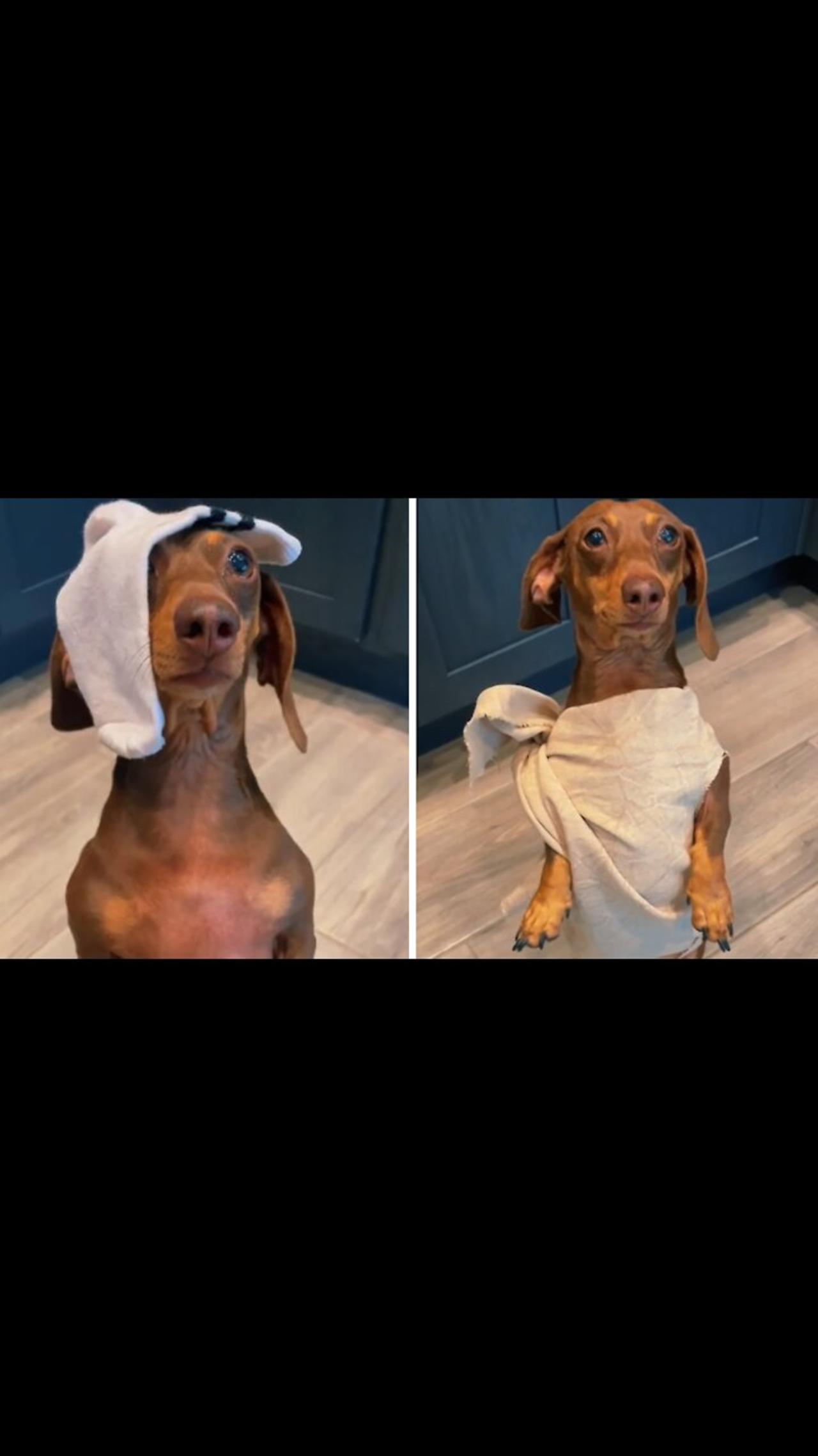 Pup pulls off flawless impression of Dobby from 'Harry Potter'