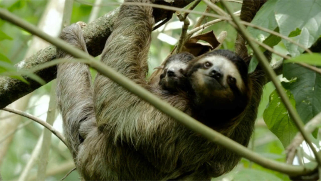 Prehistoric Giant Sloths Were 4,400 Pound Omnivores