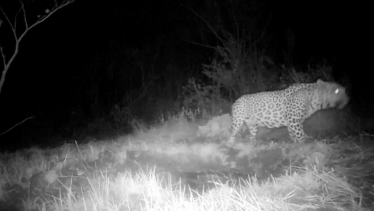 Leaping Leopards! Wildlife Sanctuary in Pakistan Hopes To Increase Its Big Cat Numbers!