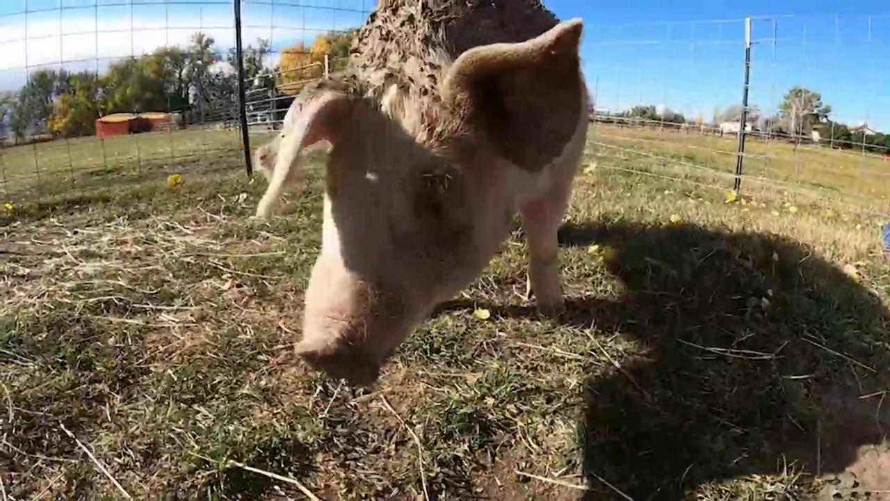 Lucky pig gets second chance after roast was canceled