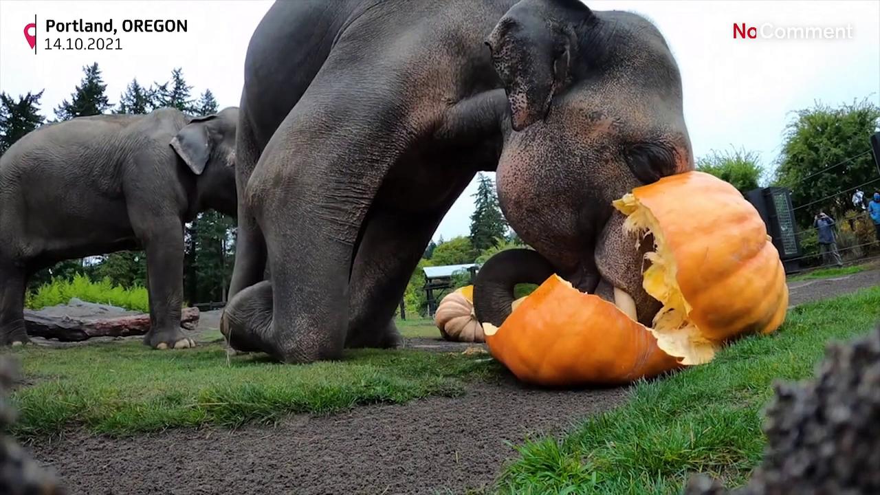 Pumpkin-eating elephants