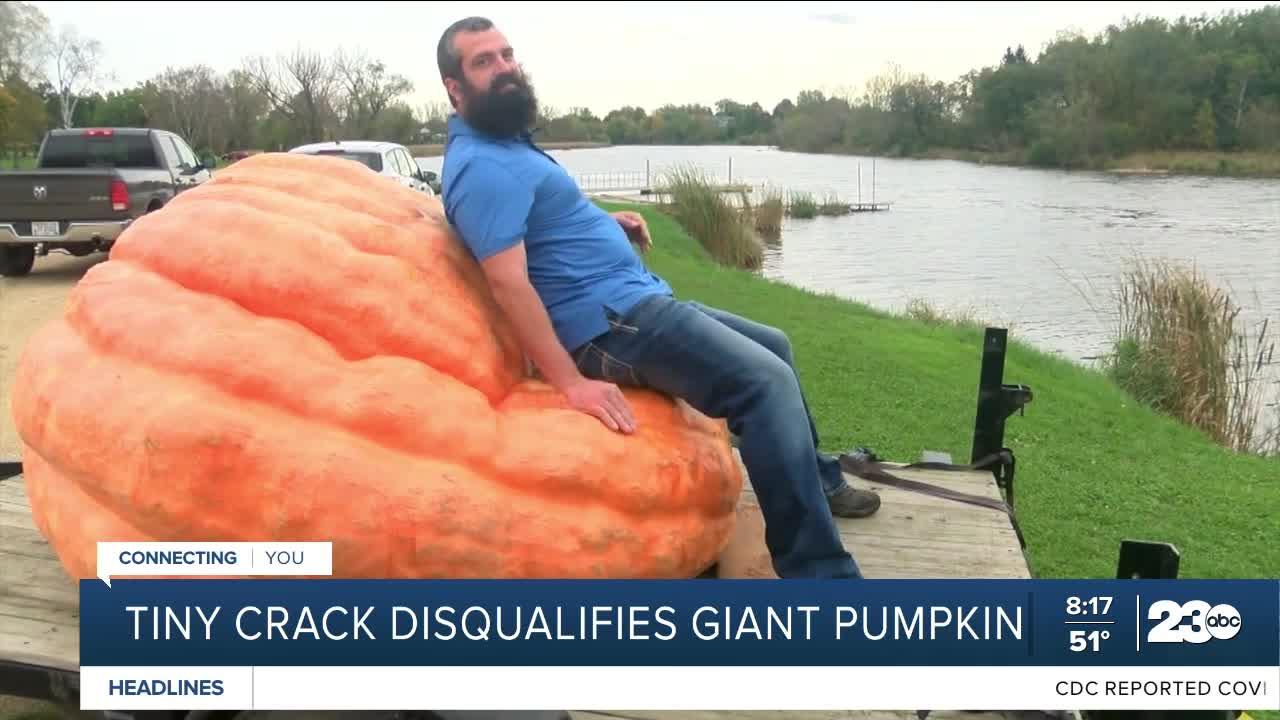 Tiny crack disqualifies giant pumpkin