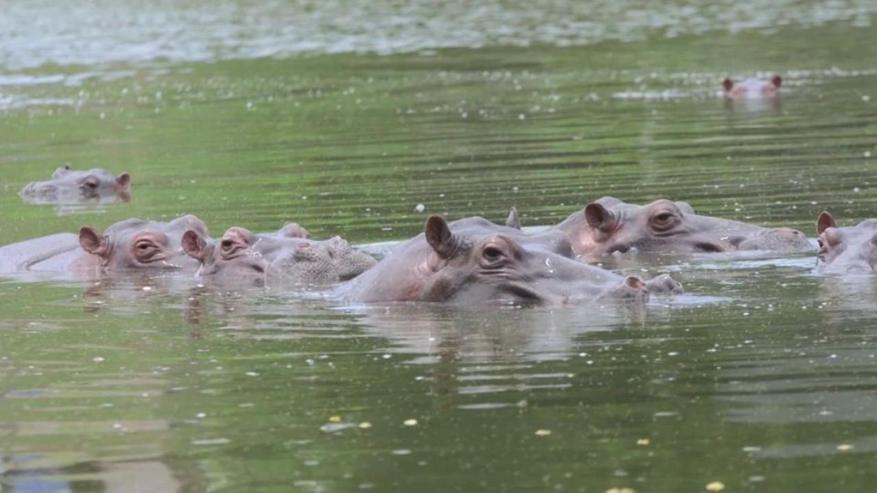 Out-of-control hippos are permanently damaging the environment