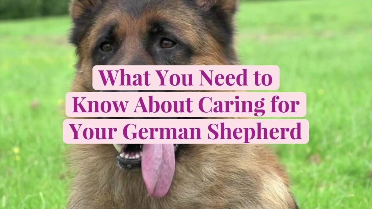What You Need to Know About Caring for Your German Shepherd