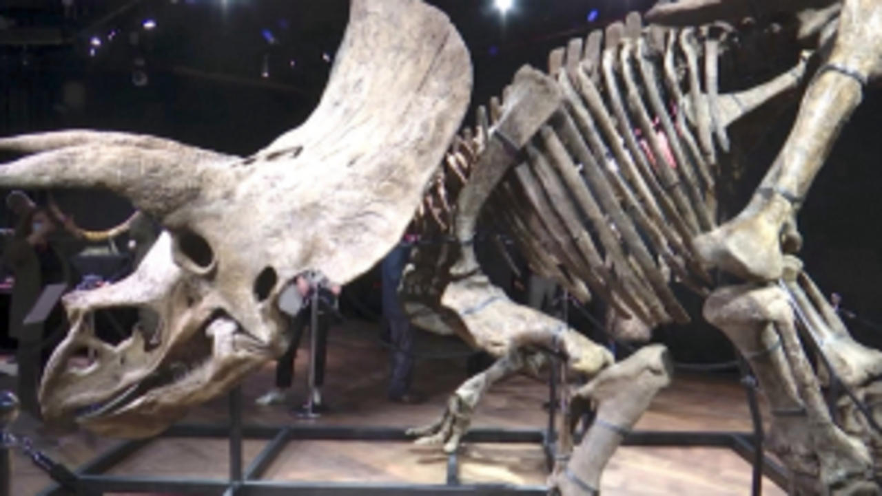 Guinness Record Holding Triceratops Fossil Goes on the Auction Block in France