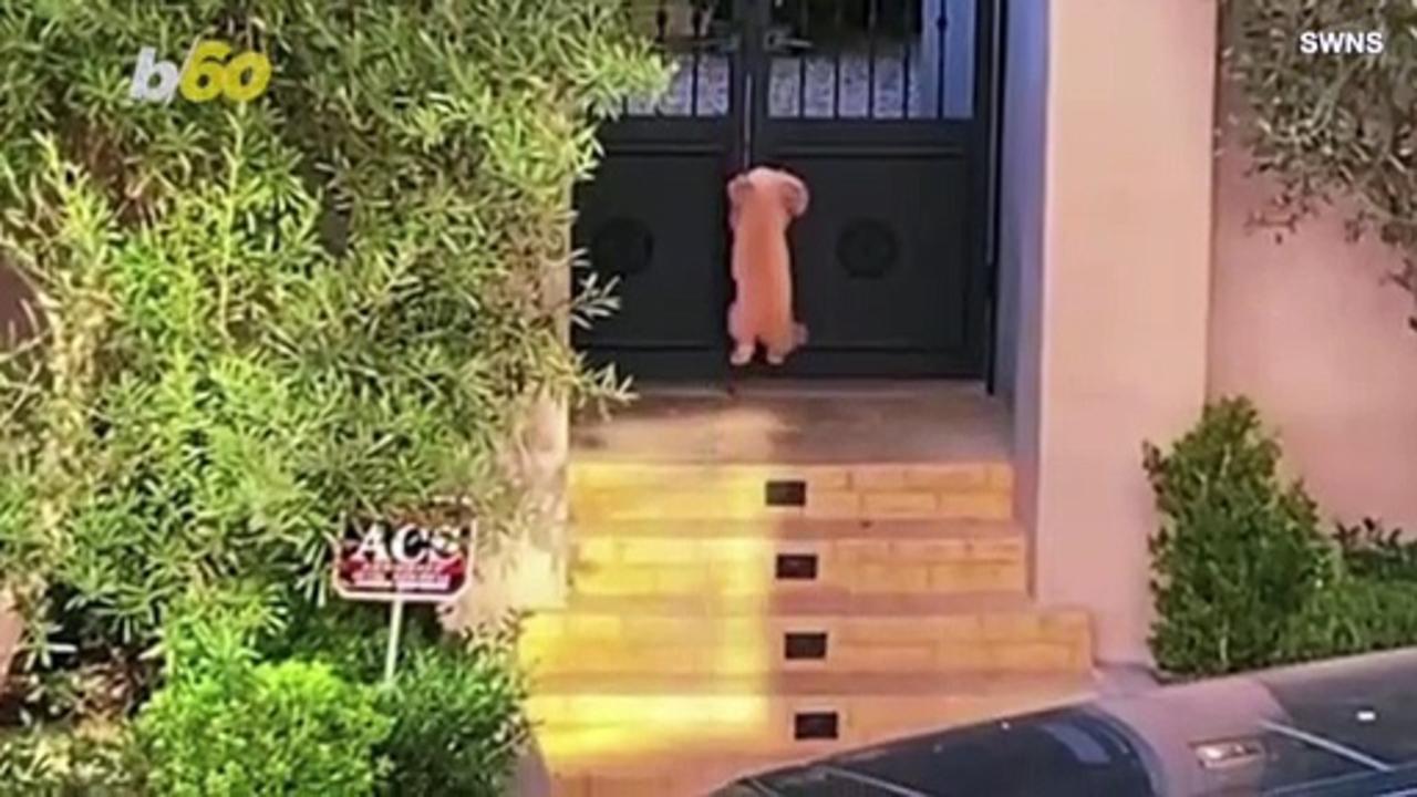 Beverly Hills Pup Brings “Happiness, Laughter and Joy” Bunny Hopping Her Way to Attention