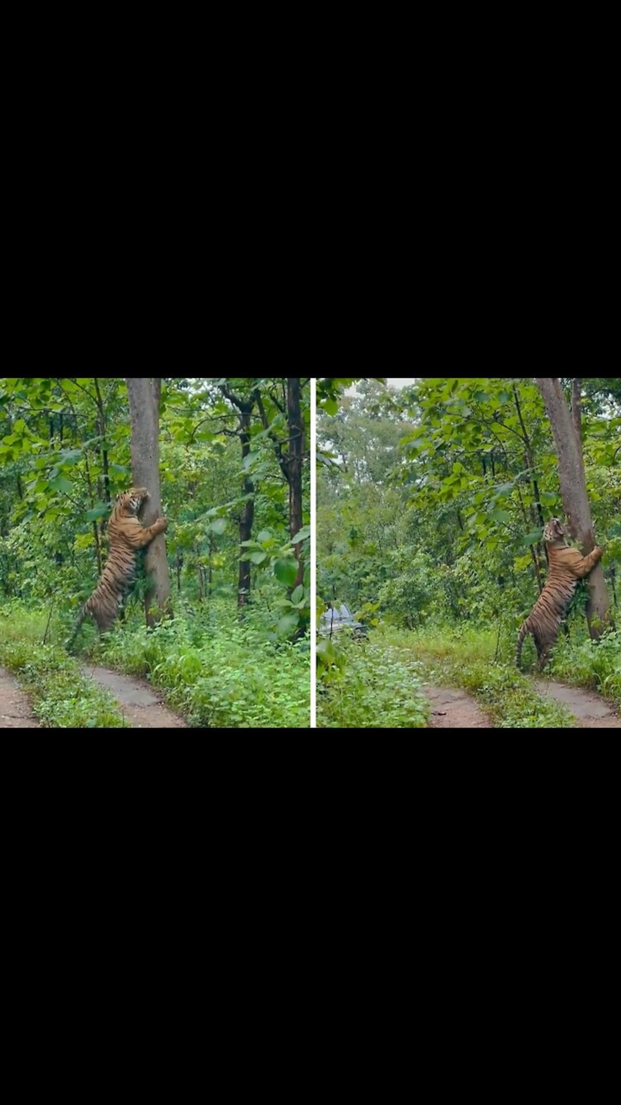 Huge tiger loves hugging trees in Indian national park