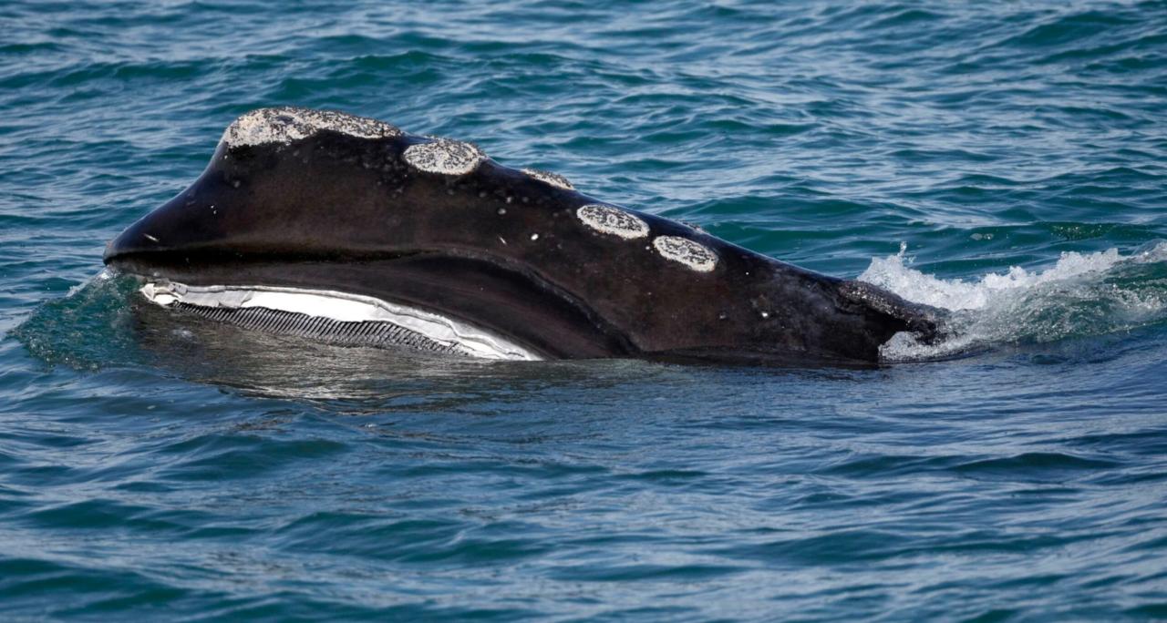 Advocates Warn Endangered Whale Population Dangerously Low