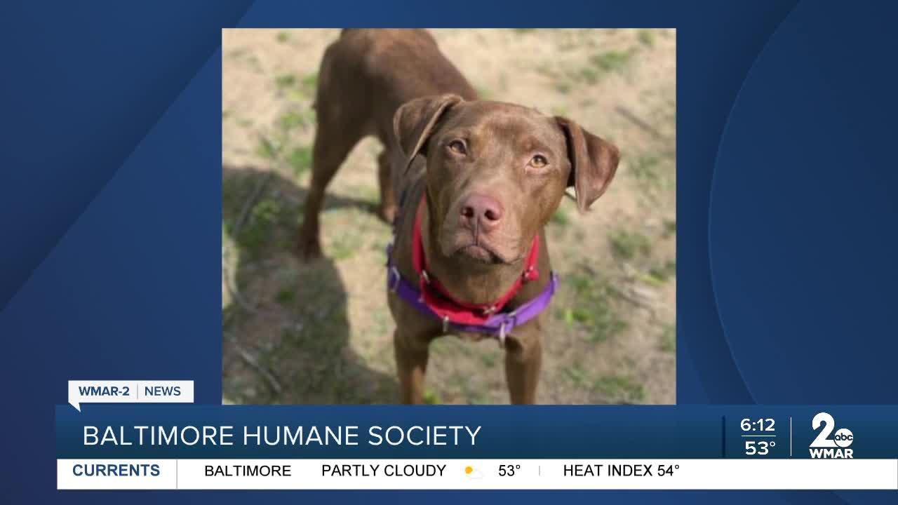 Scout the dog is up for adoption at the Baltimore Humane Society