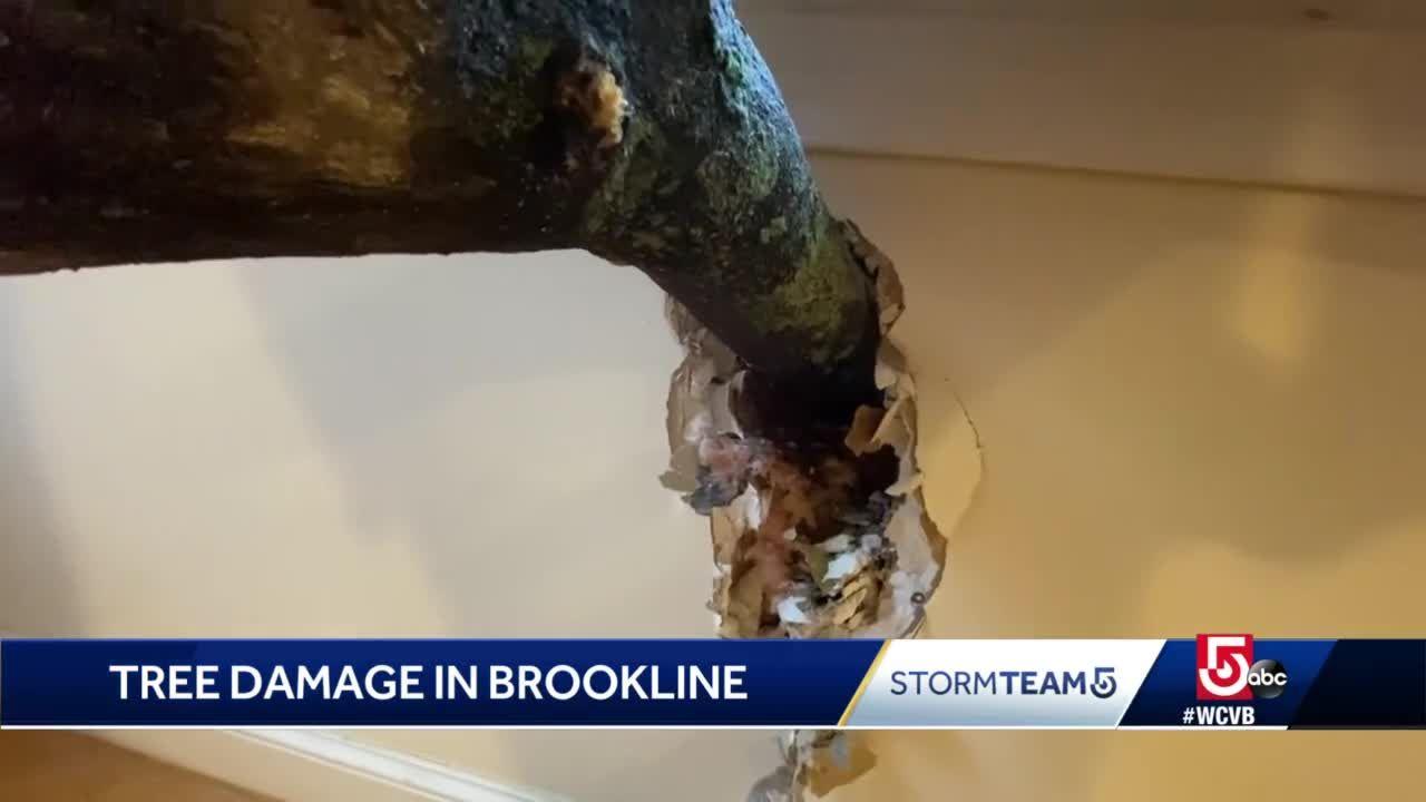 Tree limb pierces living room wall in Brookline