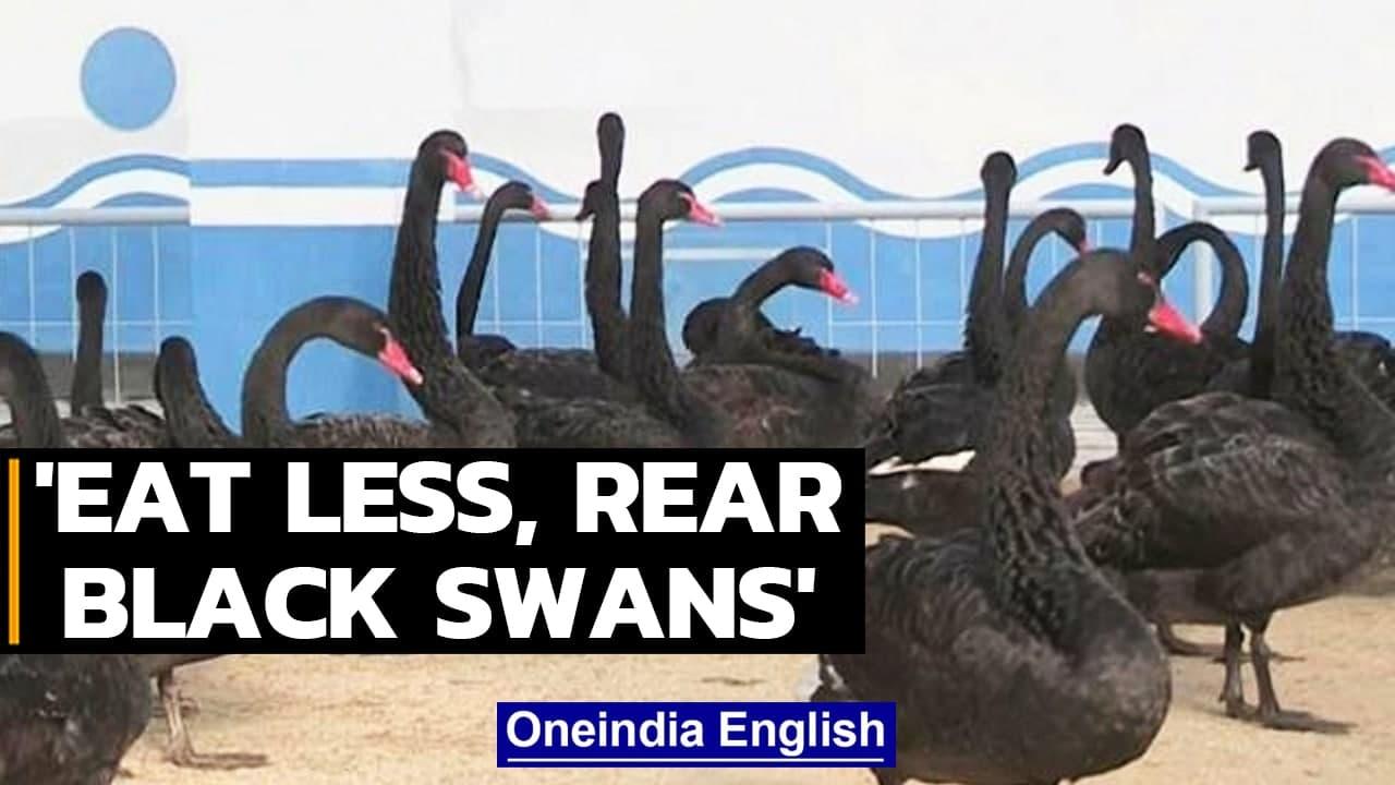 North Koreans told to eat black swan meat, save food as crisis aggravates | Oneindia News