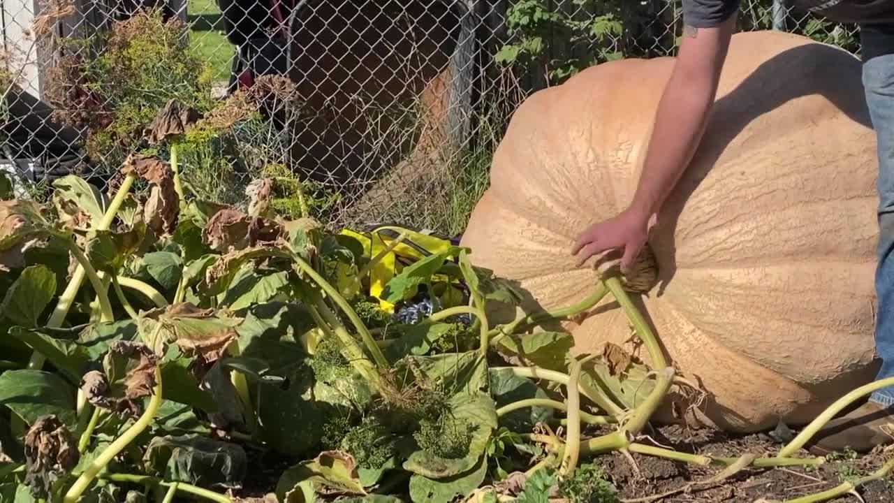 Lolo man cultivates 700 pound pumpkin just in time for Halloween