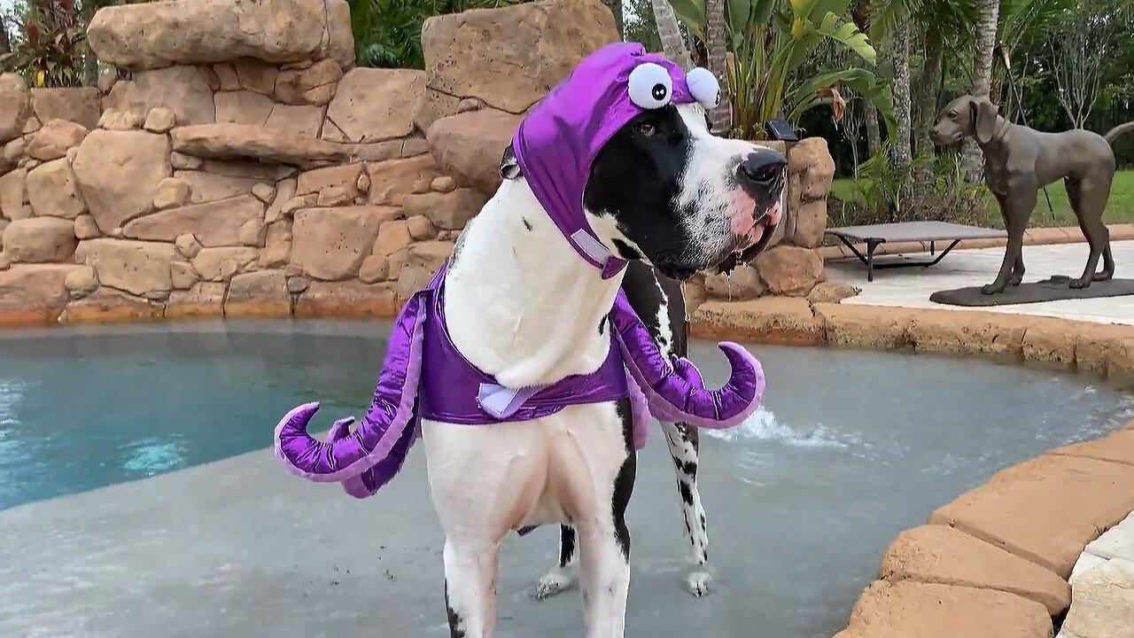 Funny Great Dane shows off his Halloween octopus costume