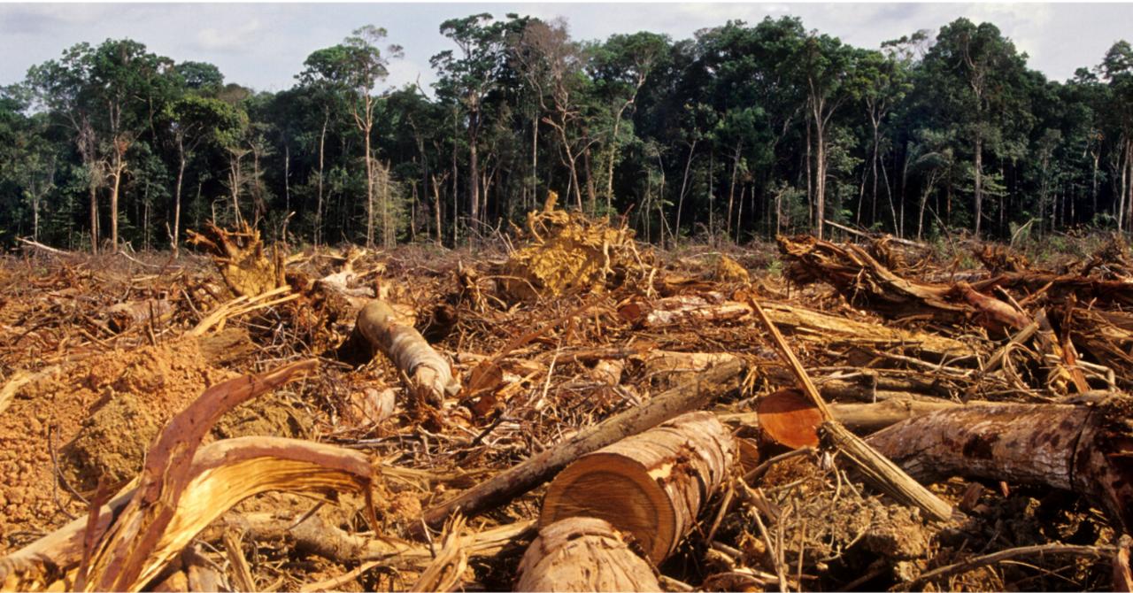 More Than 100 Countries Vow To End Deforestation at COP26