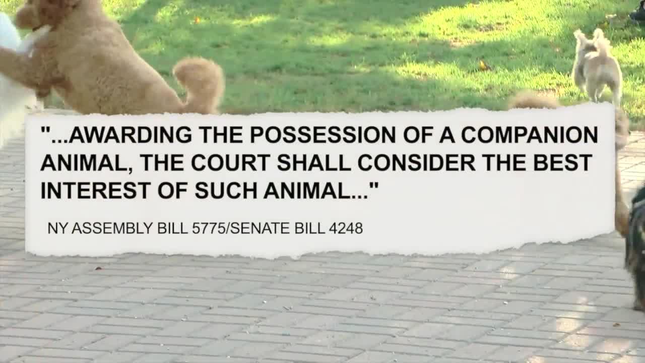 Gov. Hochul signs 'pet custody' bill into law, goes into effect immediately