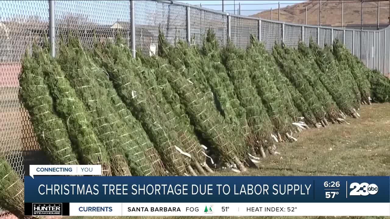 Christmas tree growers warn about looming shortage