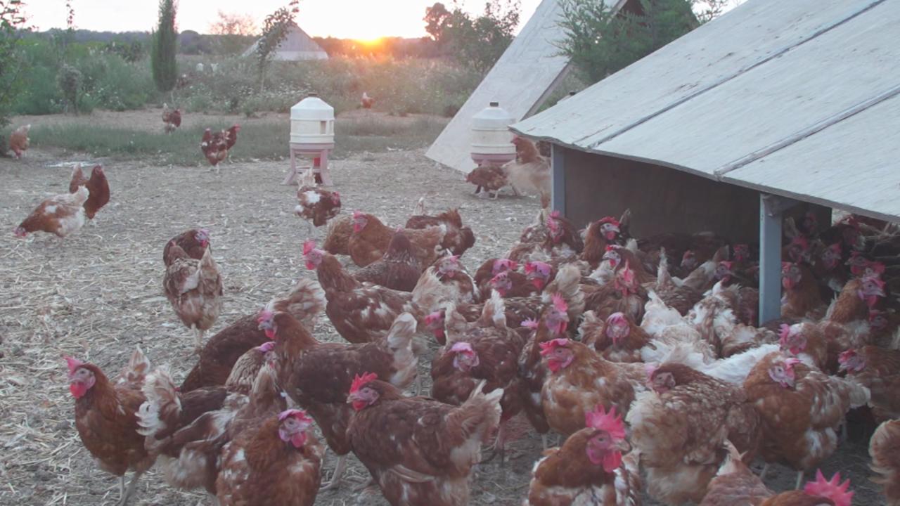 This is what an ethical and eco-sustainable farm with 6,000 chickens looks like