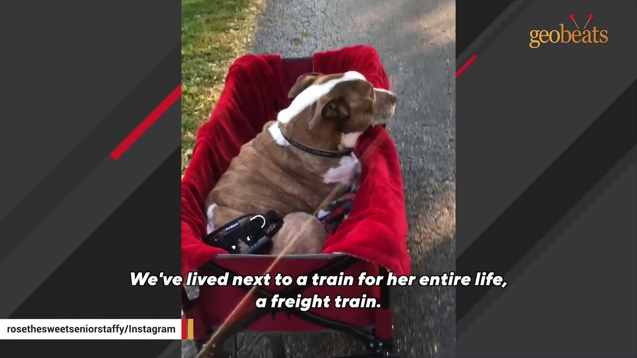 Woman has spent years making this senior dog happy