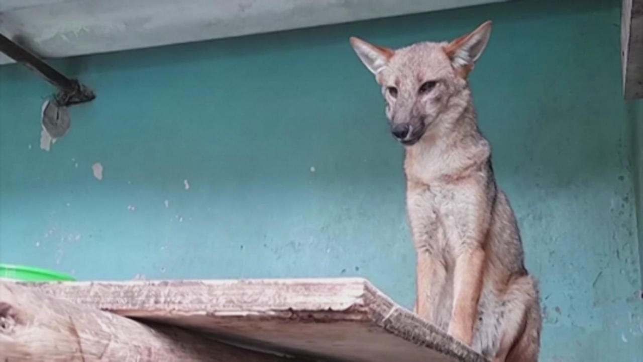 Fox Mistaken for a Dog Is Relocated to a Zoo in Peru