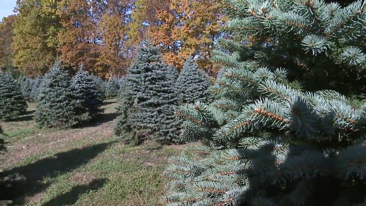 Your Christmas tree may cost you more green this year