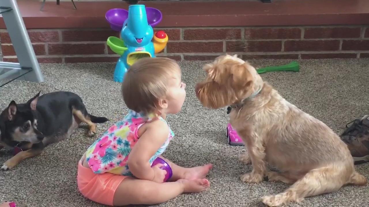 Dog Baby Boss Battle