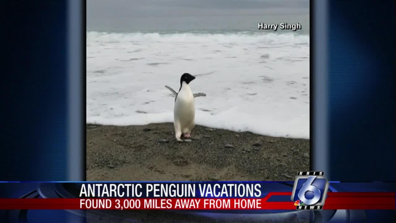 Wayward penguin turns up in New Zealand